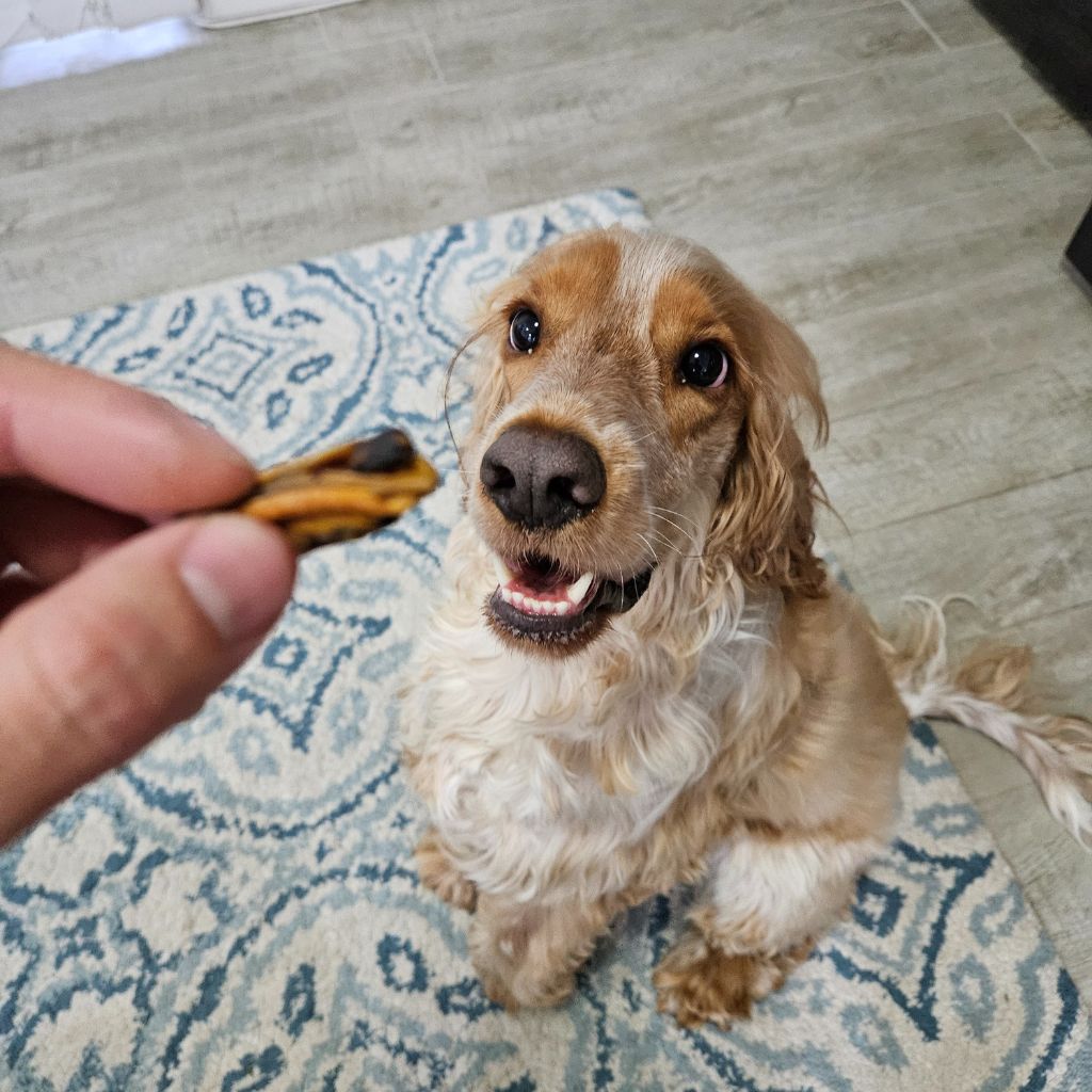 dog being treated to green lipped mussel dog treats