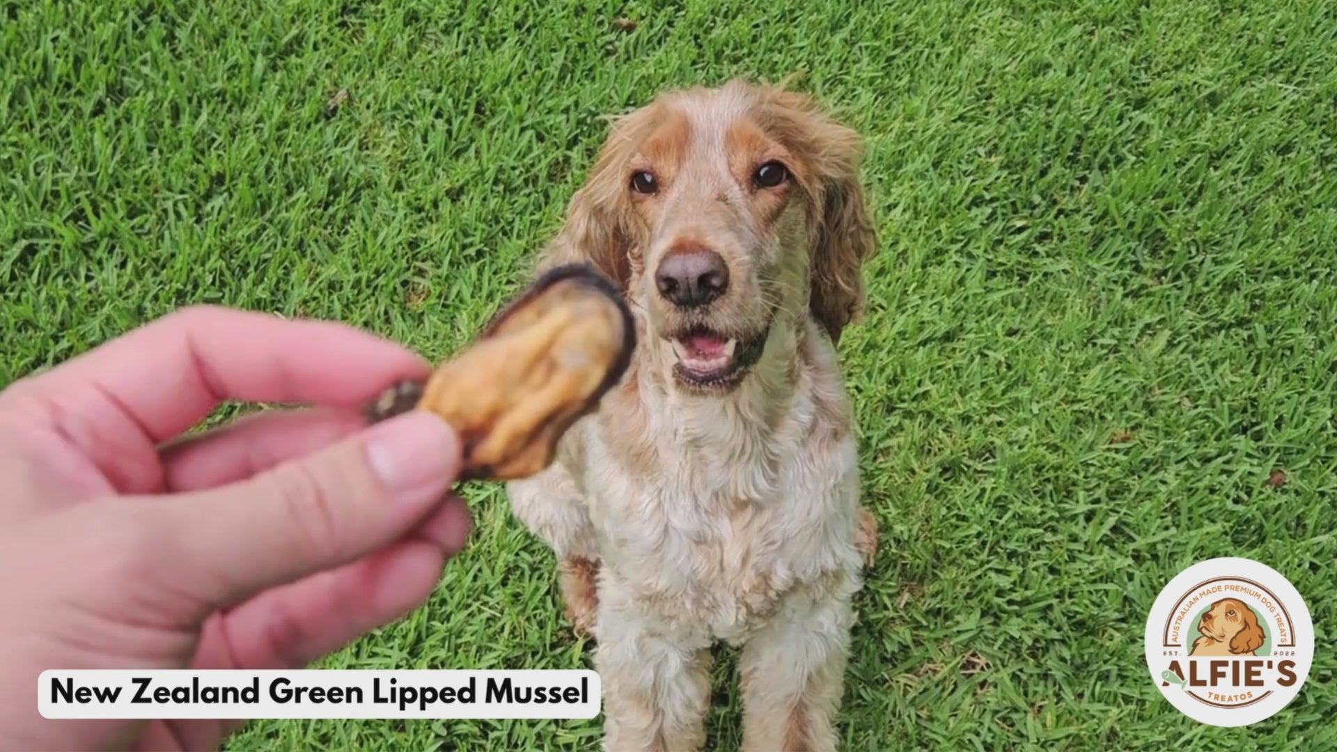 Dog being treated a green lipped mussel dog treat
